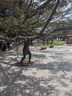 The mythical gum tree -  the oldest tree in Buenas Aires