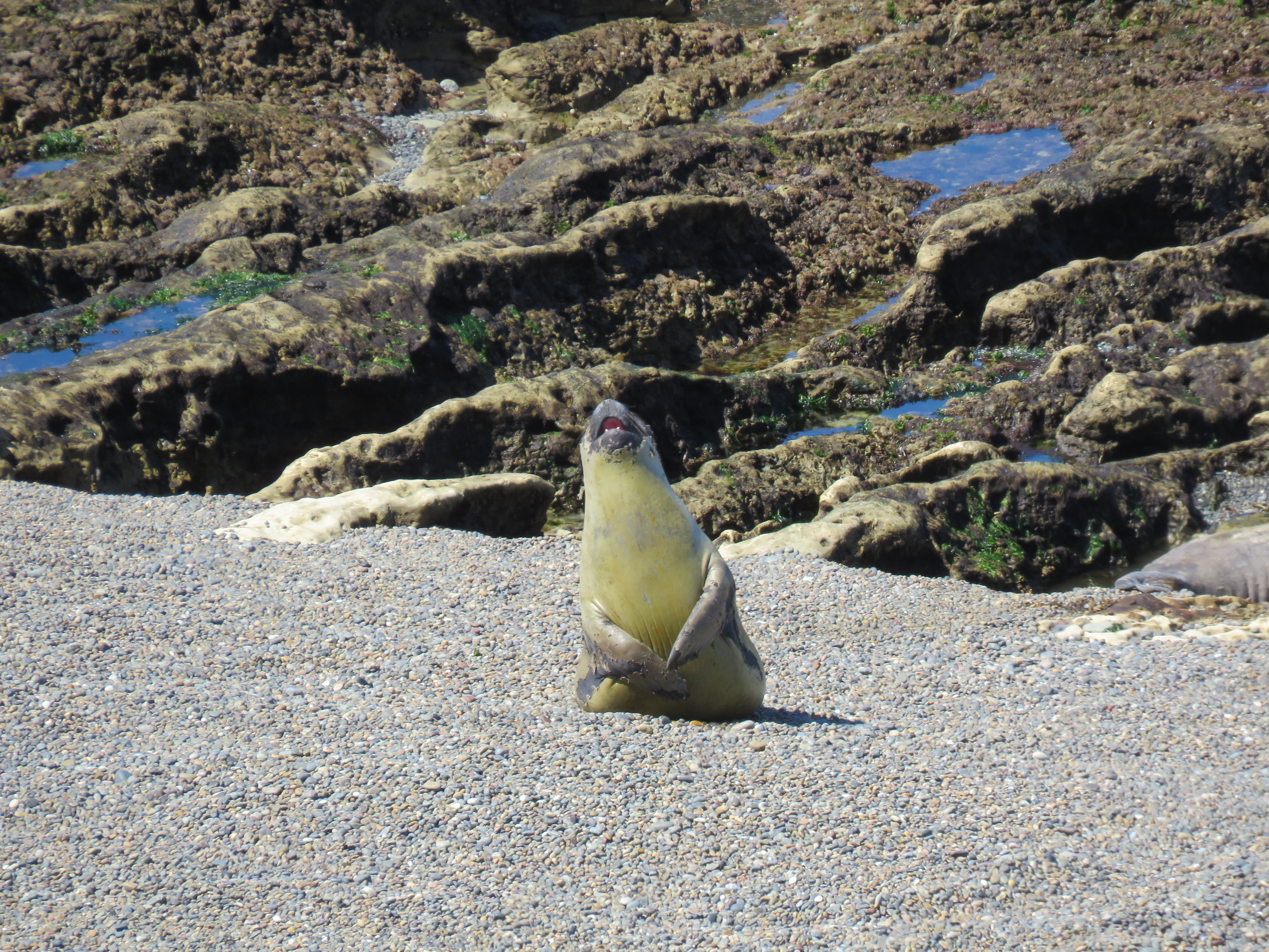 A female seal sitting up looking as if she’s smiling.