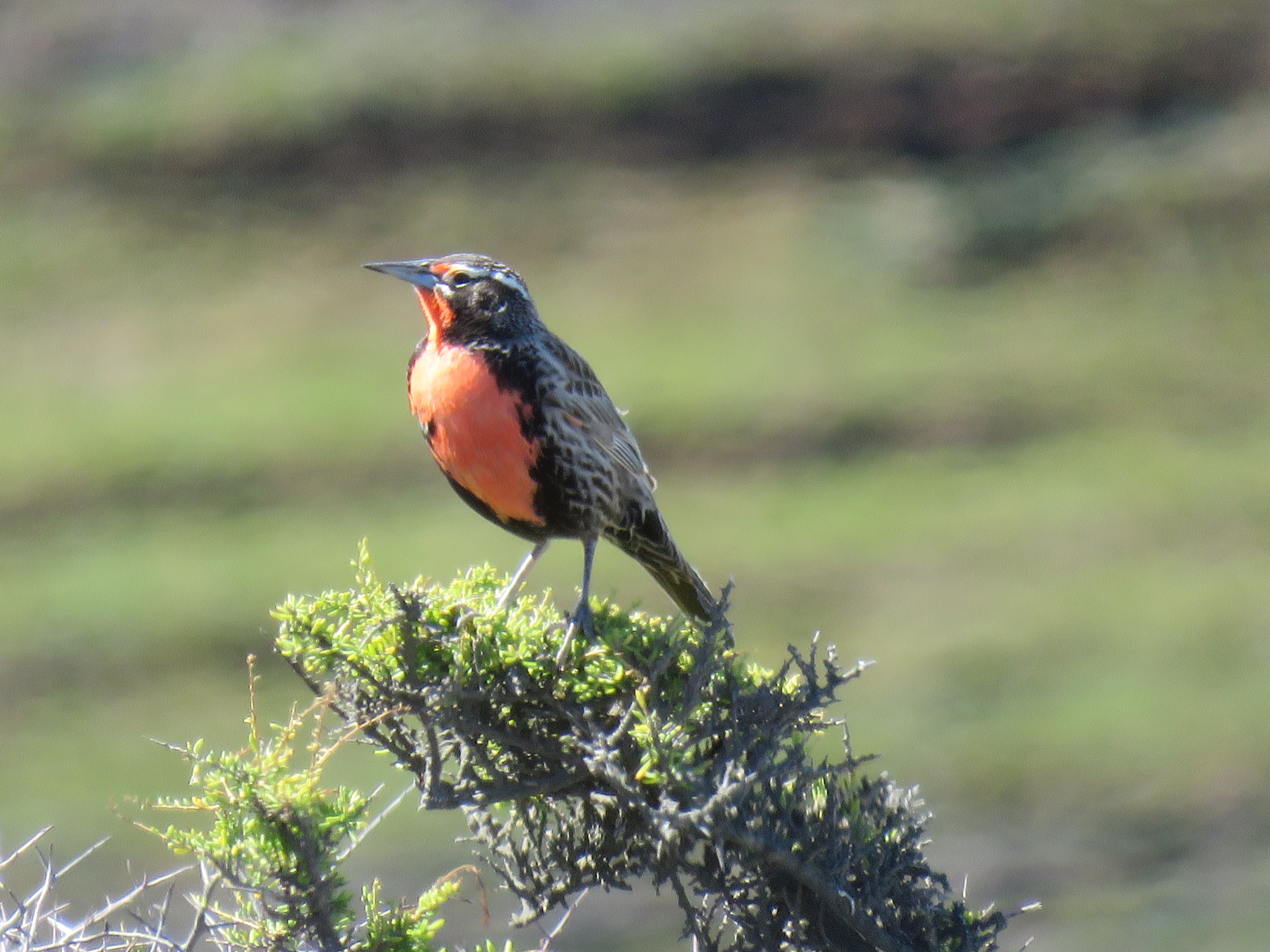 A long tailed meadow sparrow with orange breast, blue grey tinged wings.
